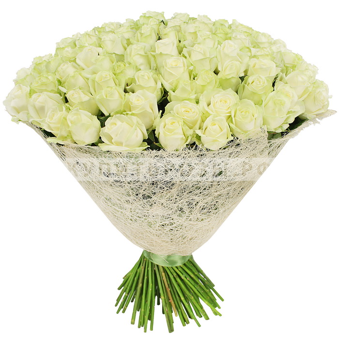 Купить цветы энгельс. Букет из белых роз 80см СПБ. Букет 24 белых роз. 25 Белых роз 80 см на белом фоне. Букет 15 белых роз.